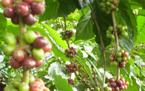 How to Grow Coffee Plant