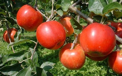 Công ty Thực phẩm Eiko tuyển Thực tập sinh ngành Công nghệ Thực phẩm tại Nhật Bản