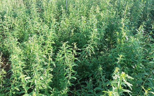 Cỏ roi ngựa - cây dược liệu triển vọng ở Việt Nam