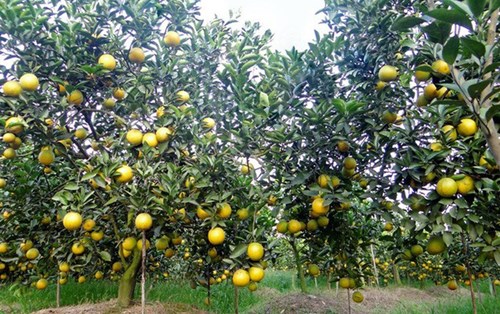 Thông tin về cây cam - cây ăn trái triển vọng tại Việt Nam