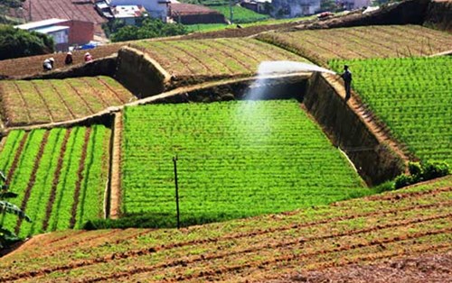 Phân biệt trang trại rau hữu cơ với trang trại rau thường