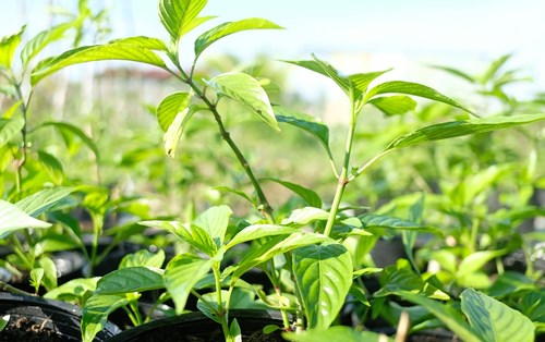Lá Cẩm Dùng Để Tạo Màu Thực Phẩm