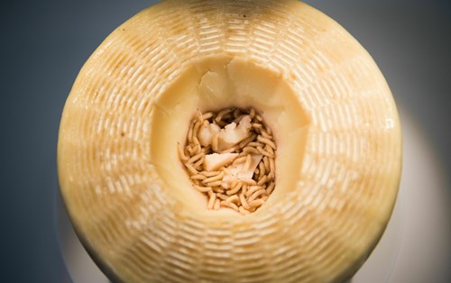 Phô Mai Casu Marzu - Loại phô mai 'rùng mình' nhất thế giới