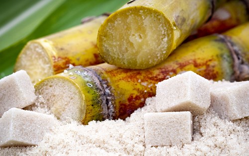 Cane sugar production