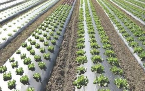 Lợi Ích Không Ngờ Của Màng Phủ Nông Nghiệp