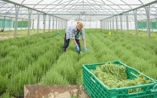 Những vấn đề thường gặp của cây hương thảo