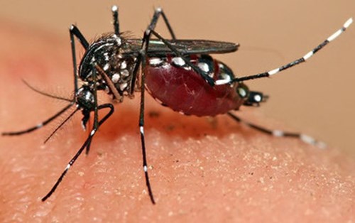 5 Điều phụ nữ có thai cần làm để tránh zika