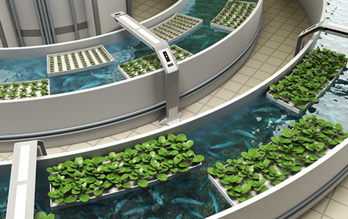 Aquaponics - Công nghệ trồng rau nuôi cá thông minh
