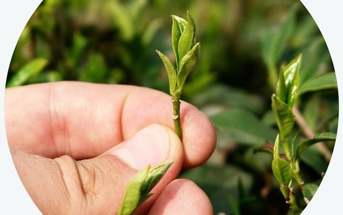 How is tea made?