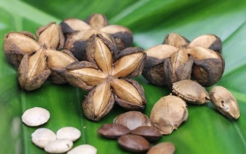 Sachi - vua của các loại hạt