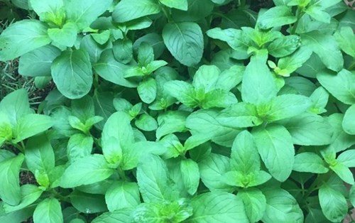Một loài dược liệu đầy triển vọng tại Việt Nam - cây Bạc hà Á