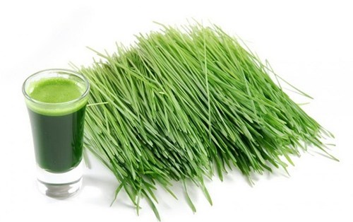 Lợi ích sức khỏe của cỏ lúa mì
