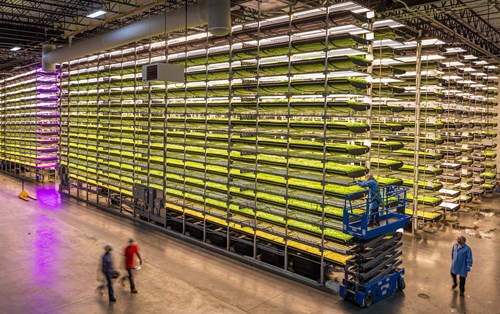 Vertical farming – xu hướng mô hình nông nghiệp công nghệ cao 