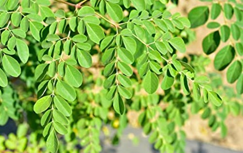 Cách nhân giống rau chùm ngây từ cành