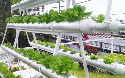 Ứng dụng mô hình trồng trọt công nghệ cao tại ĐH Đông Á