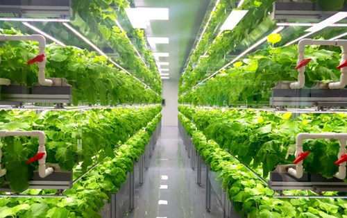 Những điều bạn cần biết về mô hình Vertical farming