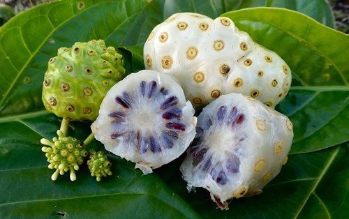 Trái nhàu và các cách dùng nhàu hiệu quả