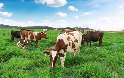 Công ty Cổ phần Sữa Đà Lạt tuyển dụng