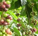 How to Grow Coffee Plant