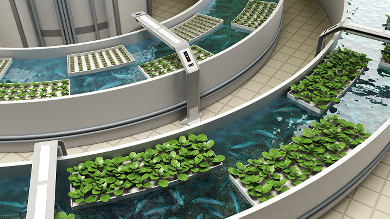 Aquaponics - Công nghệ trồng rau nuôi cá thông minh