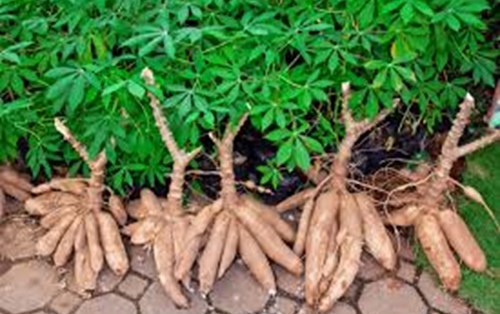Cassava production