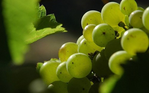 About Sauvignon Blanc Wine – Taste, Regions and Food Pairing