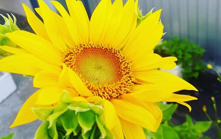 Growing Sunflowers Indoors
