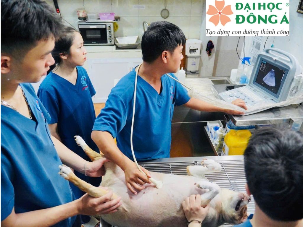 chương trình đào tạo ngành thú y chú trọng thực hành thực nghiệp
